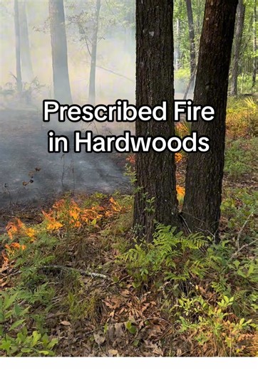 Yes, you can use prescribed fire in hardwoods or mixed pine/hardwood forests to improve deer habitat. The key to avoid damaging overstory trees of any species is low-intensity fire that is backing into or flanking the wind, not a head fire that is burning with the wind. You also want to burn under the ideal conditions, including relative humidity, fuel moisture, wind speed, atmospheric mixing height, and other variables. See our Guide to Prescribed Fire on our website for more details. Always ch