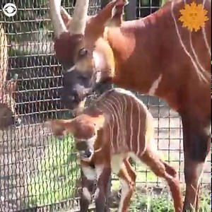 16K views · 765 reactions | This newborn mountain bongo antelope spent some time in the sun at the Warsaw Zoo in Poland on Wednesday. The zoo said this antelope subspecies is critically endangered. The baby antelope is the second of its kind to be born at the zoo this year. | CBS Sunday Morning | Facebook