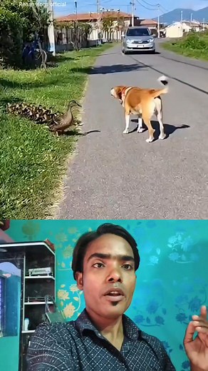 1.8M views · 29K reactions | Dog duck crossed the road ❤️ #sigmarule #motivational #quotes #inspiration #inspirational #viralreels #fbreels #sigmarule #trendingreels #foryourpage #fblifestyle | Rehan vlogs official | Facebook
