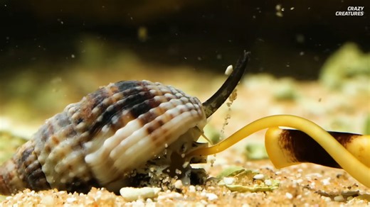 Watch what happens when the world’s most venomous animal fires a harpoon into its prey