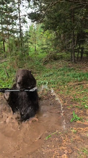 He’s lucky he’s a pro and that bear loves him 😂😂 #fyp #blowthisup #animals #job #xyzbca Disclaimer: This video features satirical, observational comedy reacting to publicly shared footage of a professional wildlife handler. As explicitly permitted by community guidelines, this content does NOT depict or promote amateur dangerous activities, as the original footage involves a trained professional. The creator uses hyperbolic humor to critique the bear's sudden