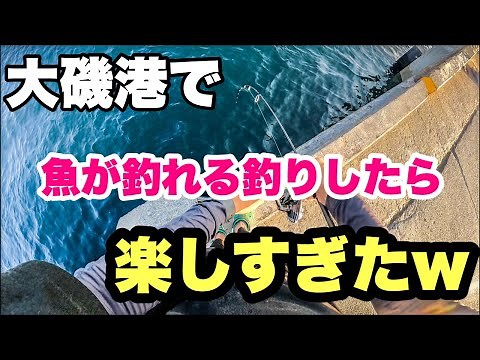 【一投目から釣れる】ボウズ逃れ間違いなし！大磯港は魚が釣れる良い釣り場なんです！