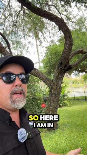 🌳 Mesquite Trees: Underrated Beauty or Just a Weed? 🤔 Mesquite trees often get a bad rap as “weeds,” but the truth is—they can be stunning additions to your landscape when properly maintained! 💚 ✅ Drought-resistant and low maintenance ✅ Stay green almost year-round ✅ Their sculpted, twisting trunks can add a unique and artistic element to any yard ✅ Great for providing shade and attracting wildlife 🌿🦋 With a little care, these native trees can bring rugged beauty and character to your prope