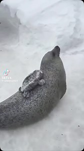 3.9K views · 4.4K reactions |  | Inuk | Facebook