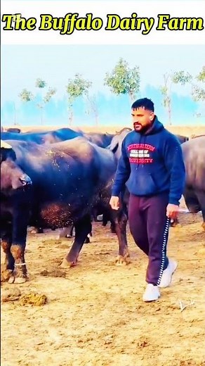 Daily Routine on a Modern Buffalo Dairy Farm | USA Buffalo Farming