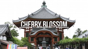 20 Cherry Blossom Overlays