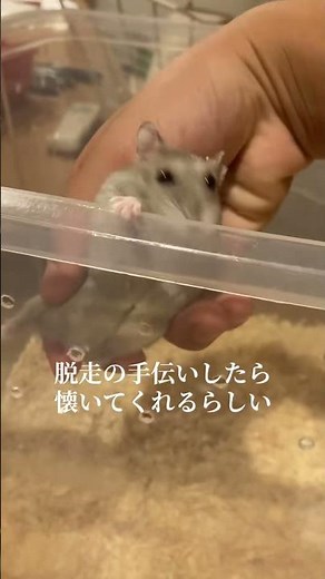 A must-watch for anyone who wants their hamster to bond with them!! This is real—they'll start ho...
