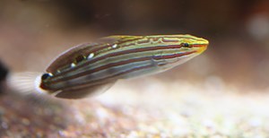 Rainford Goby - Aquariumia