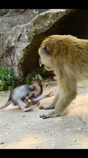 Monkey species: The baby monkey was beaten when it approached the resting male monkey.