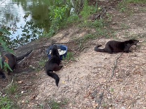 Woodside Wildlife Rescue on Reels