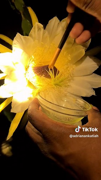 Pollinating of the dragon fruit flowers #dragonfruit #dragonfruitflowers #pollination #dragon #fruit #flowers #pollin #pollination #foryoupage #foryou #fyp #fy