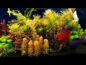 Red Ninja Cuipea Alenquer Cross