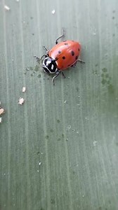 Control biológico 🐞🐞🌱💚👌 | Vastago