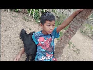 COSTEA TE PAFA || Bung - 3 Na