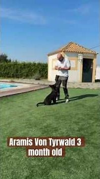 3 month old puppy first steps obedience #shorts