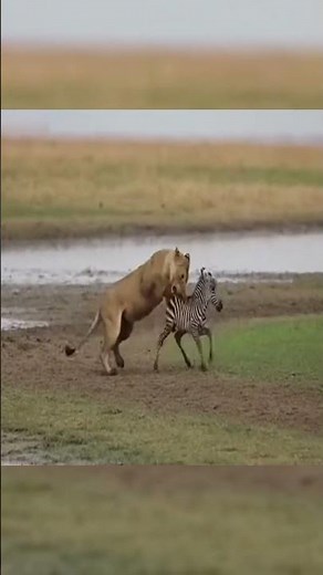 Lion Tracks Down a Baby Zebra on the Open Plains