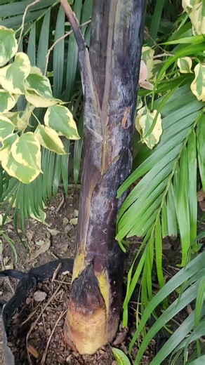 Juvenile Black banana, Musa balbisiana 'Thai Black'. | San Antonio Farms