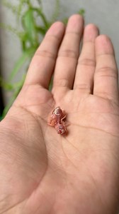 125K views · 301 reactions | Zebra finch baby | Birds Lover | Facebook