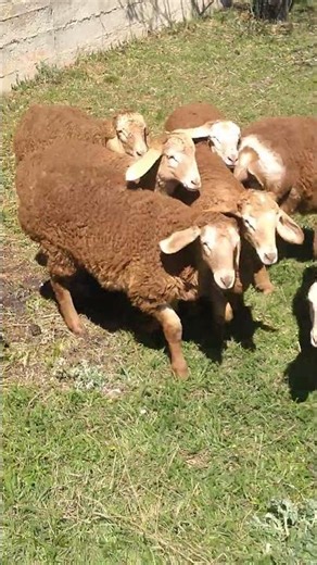 Ягнята от Хана.💥💣 #арашан #top #arashan #animals #sheep #farming #beautiful #гиссар #gissar 💥