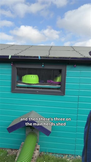 Double Glazed Windows for Guinea Pigs: A Unique Insight