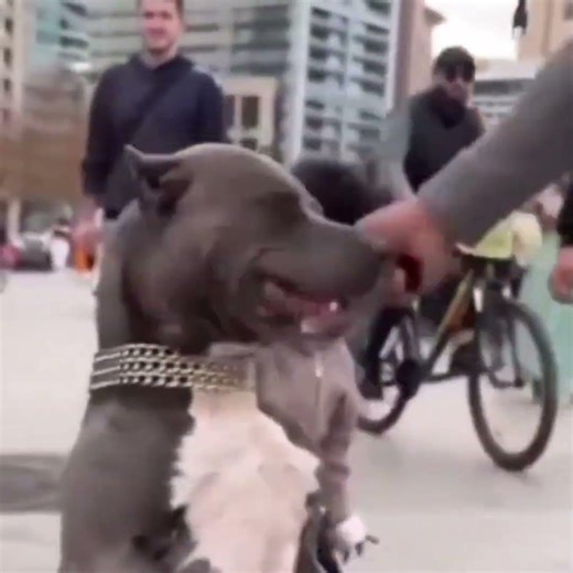 What have you done? #shorts #memes #funny #dog #baby #viral #trending #ohno #wtfmoment #viralvideo