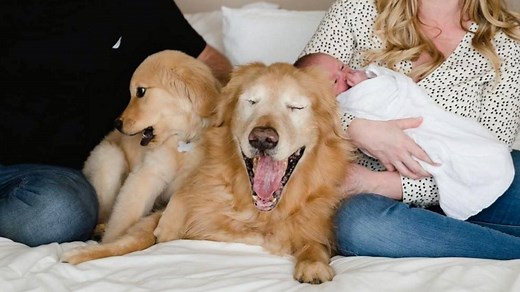 231K views · 7.5K reactions | DOG'S BEST FRIEND: 11-year-old Charlie, a golden retriever with glaucoma in Mooresville, North Carolina, is getting some welcome help from 4-month-old Maverick, his seeing-eye dog and best friend. David Muir reports. #AmericaStrong https://abcn.ws/2TQ1EsV | ABC World News Tonight with David Muir | Facebook