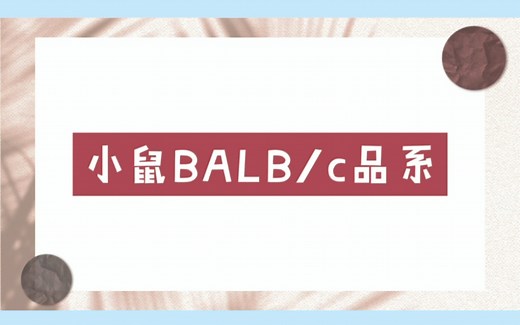 BALB/c品系，实验小鼠现货供应
