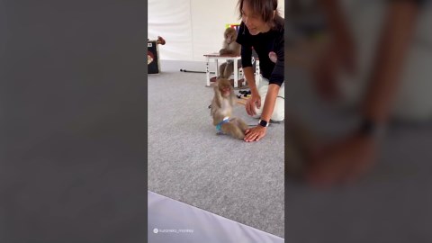 Smart Animal Moments