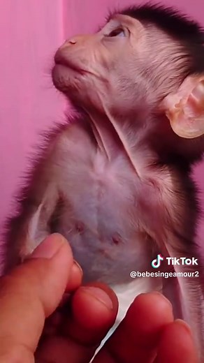 dads kind and gentle voice is like therapy for the baby monkey, yet why won't he look at him #babymonkey #monpai #monyet #singe #funny #fyp