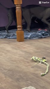 5.9K views · 420 reactions | Meet this duo George and Gia - 7 month...