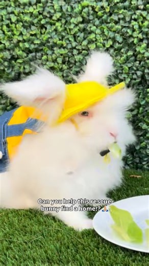 Bunny’s Buddies on Instagram: "ADOPT ME! Help COCO find a home for the holidays! He loves his foster so it’s going to be so hard on him the longer he stays there. We need to find him a forever home! 🥹 Can you network Coconut? 🐰🥥 It’s hard to believe that such a gorgeous Angora bunny has been with us for six months now with not one single family in sight! 😭 We first found him dumped at a kill shelter in Las Vegas when we were there rescuing Atlas, and the moment we