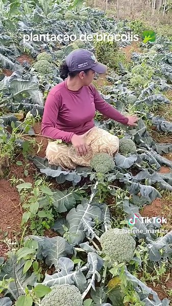 Como Cultivar Brócolis em Casa