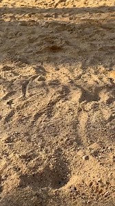 171K views · 251 reactions | ocean-inspired DIY: craft a jewelry organizer from a shell! | 5-Minute Crafts Family | Facebook