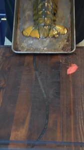 27K views · 288 reactions | That’s a big lobster 咽 #lobster #cooking #fblifestyle | cookinwithswiss | Facebook