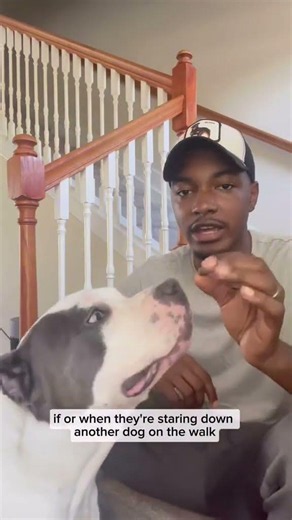 Teach your bully/pit too focus #dogcoach #doggielife