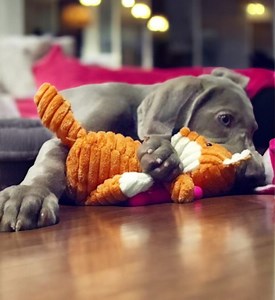 Plush Dog Toy- Animal Shaped, Bite-resistant & Squeaky Corduroy Toy for Small-large Dogs, Puppies | Durable Training Accessory, Engaging Fun - Etsy