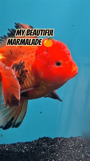 Marmalade the Oranda 🧡 | Fancy Goldfish Beauty