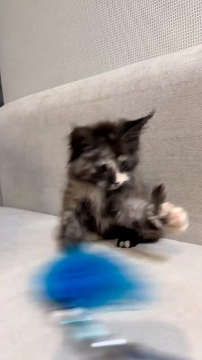 lovely mainecoon kitten now ready for a lovely new family 😻🐈🐈‍⬛️🐾 #mainecoon #mainecooncat #catsoftiktok #mainecoonkitten #fyp