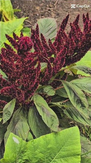 Escape life: Visit Harmony Gardens #gardening #nature #shorts