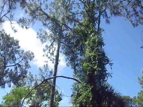 Red-bellied Woodpecker Call