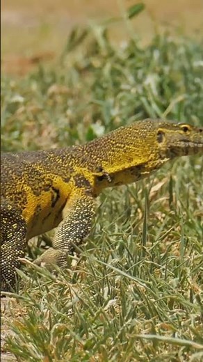 The Amazing Water-Walking Basilisk Lizard! #basilisklizard