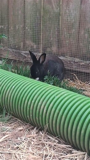 @fluffy_fingers: No judgement, until you watched her bathe.