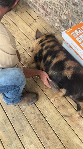 Pongo and Perdy. Kune kune porch piggies