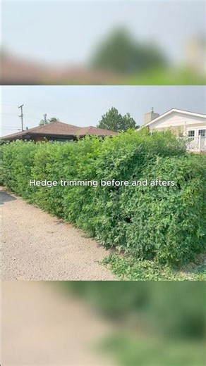 Hedge Trimming🦔🌳🪚 #beforeandafter #hedgetrimming #edgetreecare #arborist #tree #work #shrubs