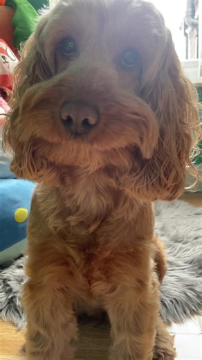 Adorable Cockapoo Moments 🐾