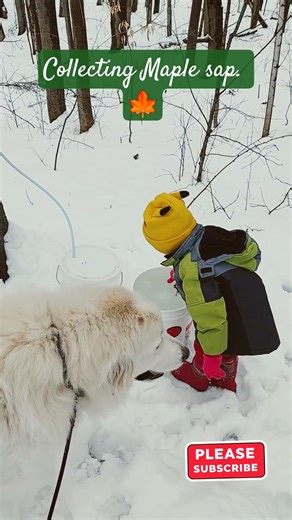 Collecting Maple sap. 🍁 #homestead #syrup #newyork #maple