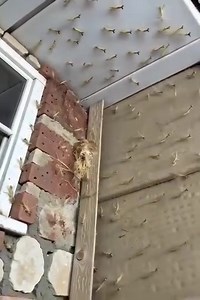 Found a Praying Mantis egg case hatch right outside my front door! (check in the first comment👇) | Hope For The Broken Hearted