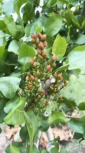 New technique of growing pistachio plant #reels #instagram | The Planto Facts