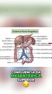 Portal Vein - The Heart of Your Digestive System!