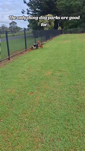 The Benefits of Dog Parks Explained